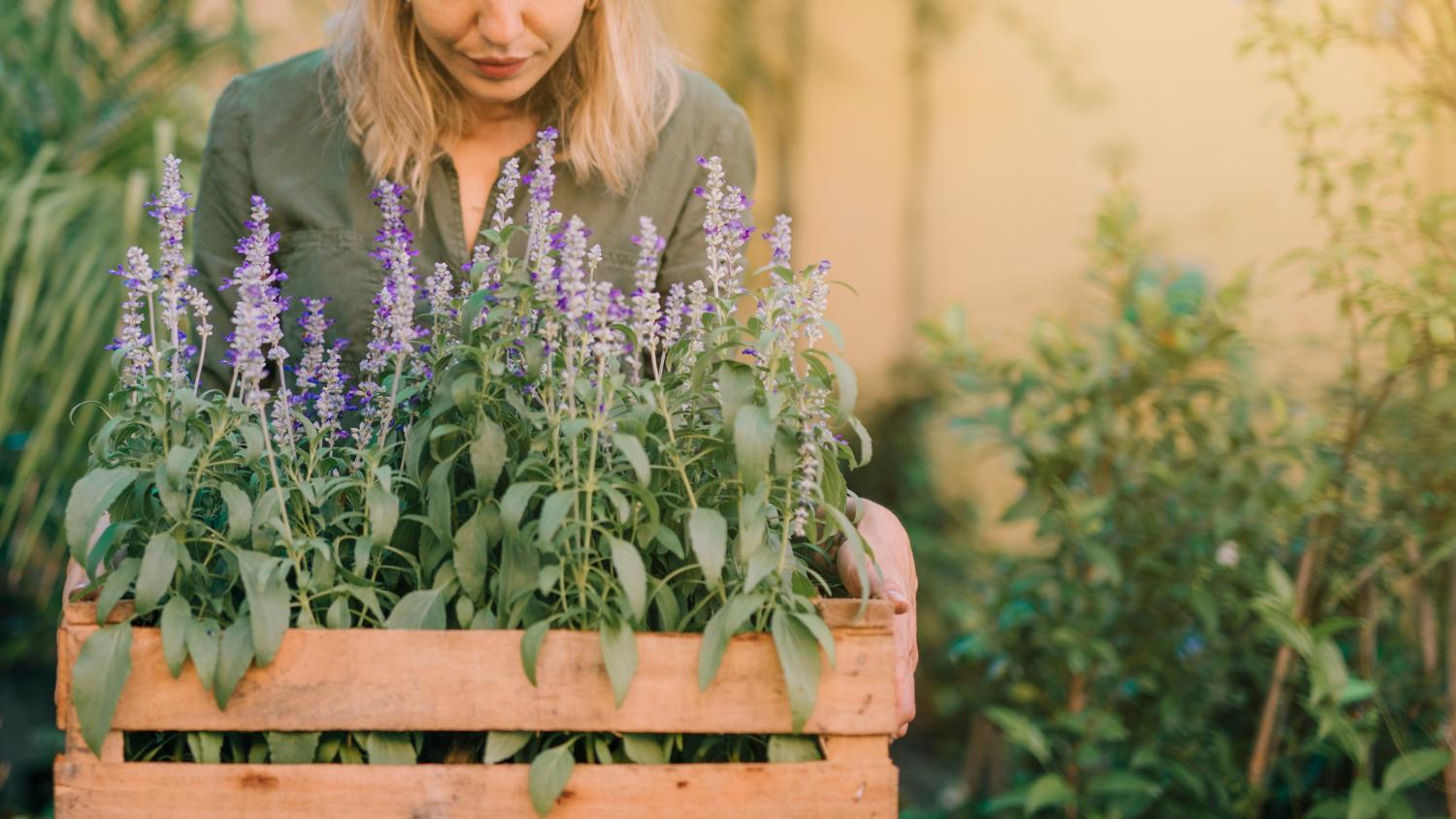 Cultivando un Oasis de Aromas: Jardines de Hierbas Aromáticas